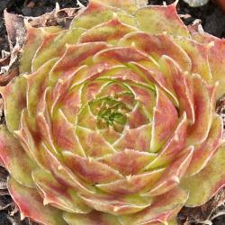 Sempervivum - Dachwurz - Hauswurz